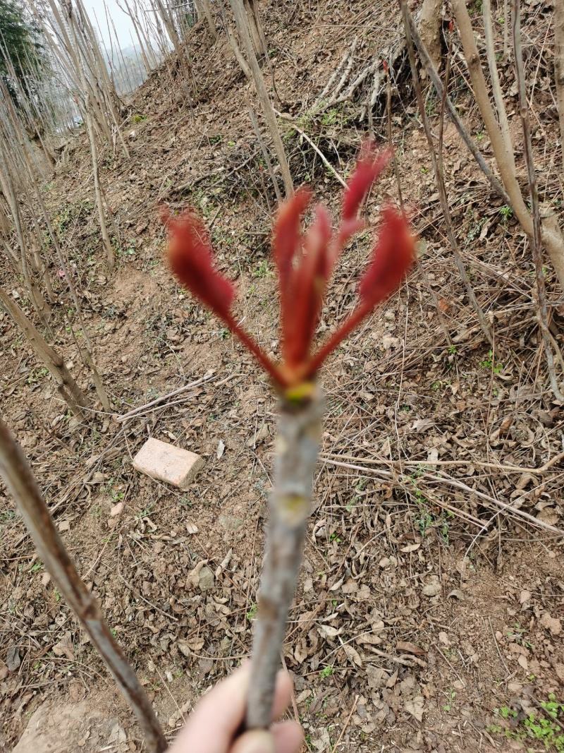 重庆香椿芽马上开卖