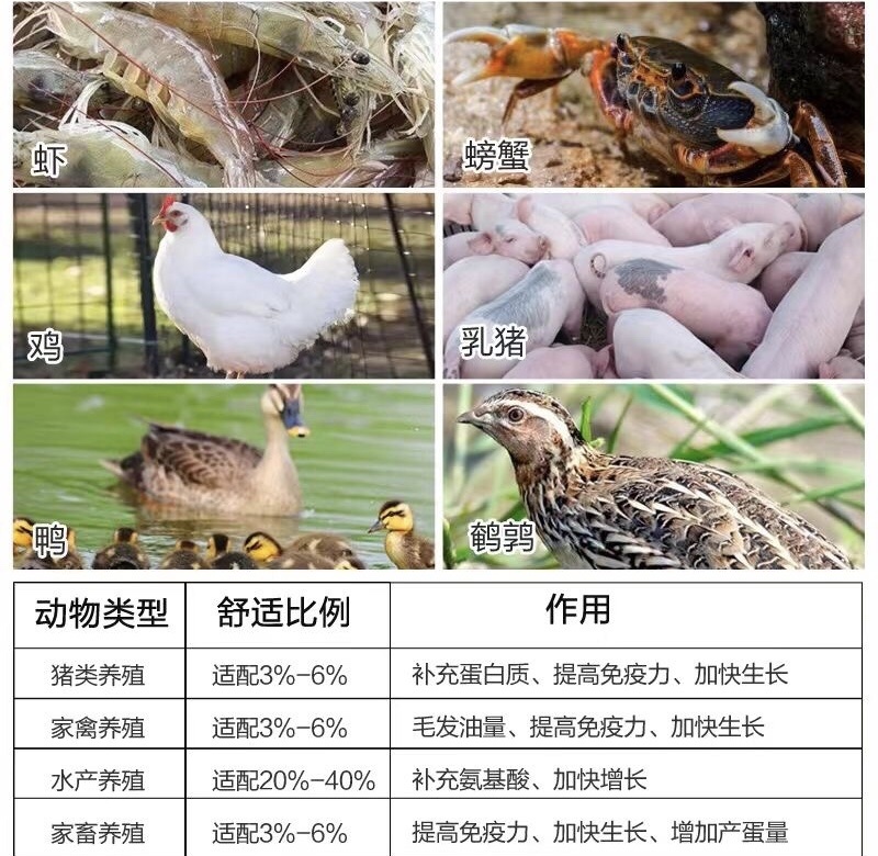 鱼粉