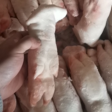 肥猪猪蹄，精品新货，品质非常保证，供应稳定