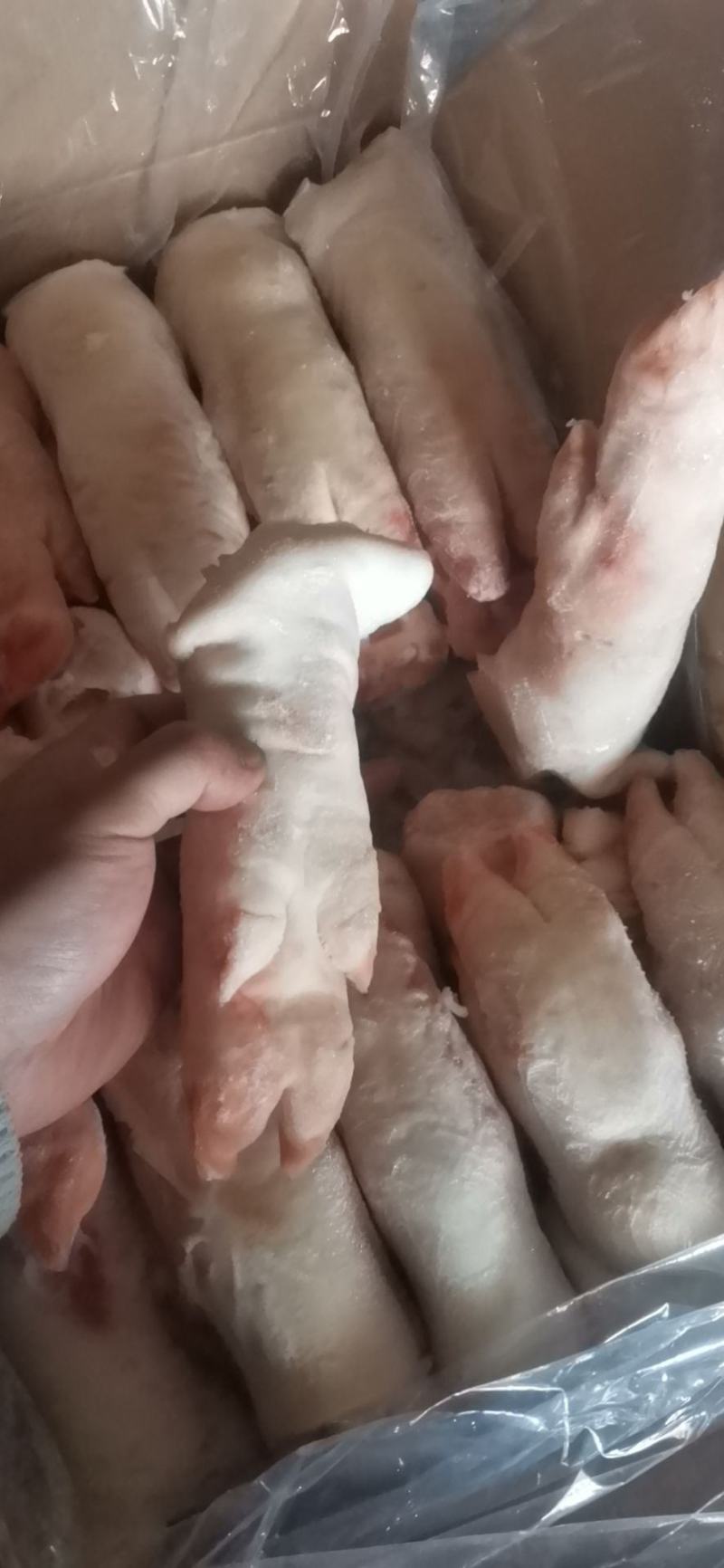肥猪猪蹄，精品新货，品质非常保证，供应稳定
