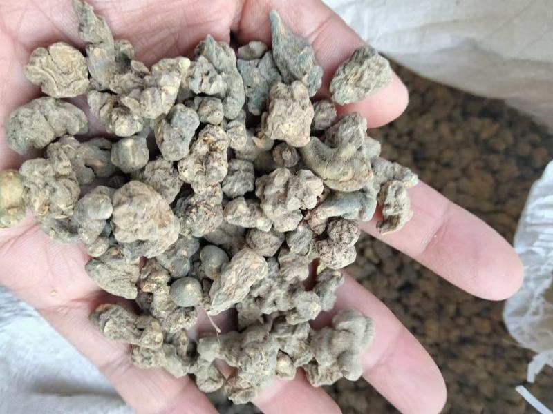 夏天无干货夏天无落水珠伏地延胡索欢迎选购！