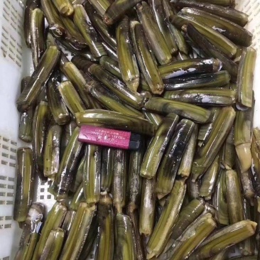 蛏子便宜了