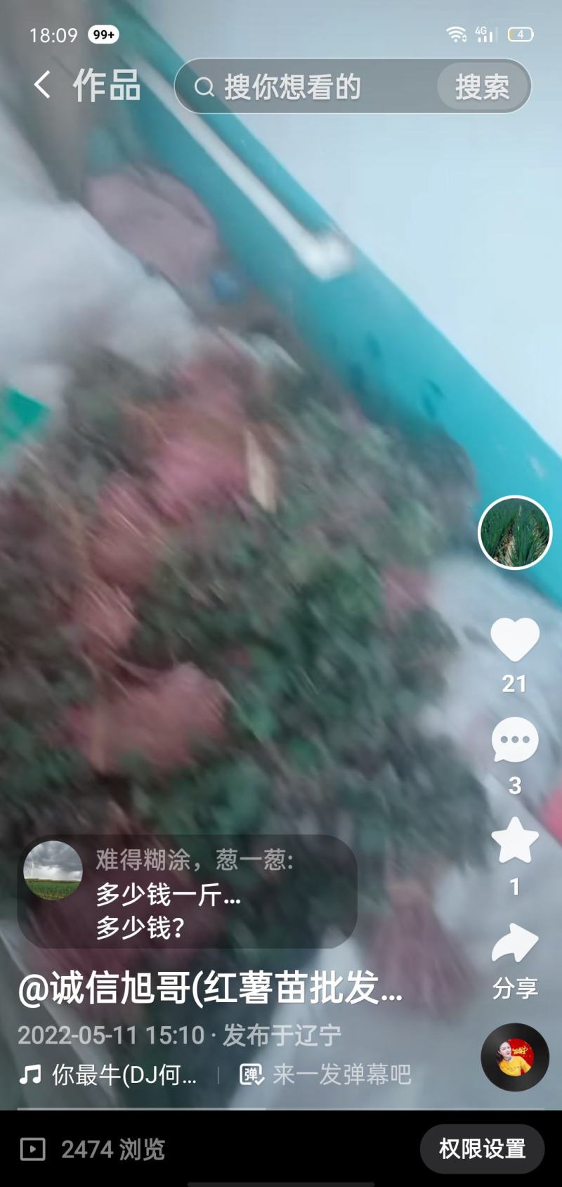 多种红薯苗