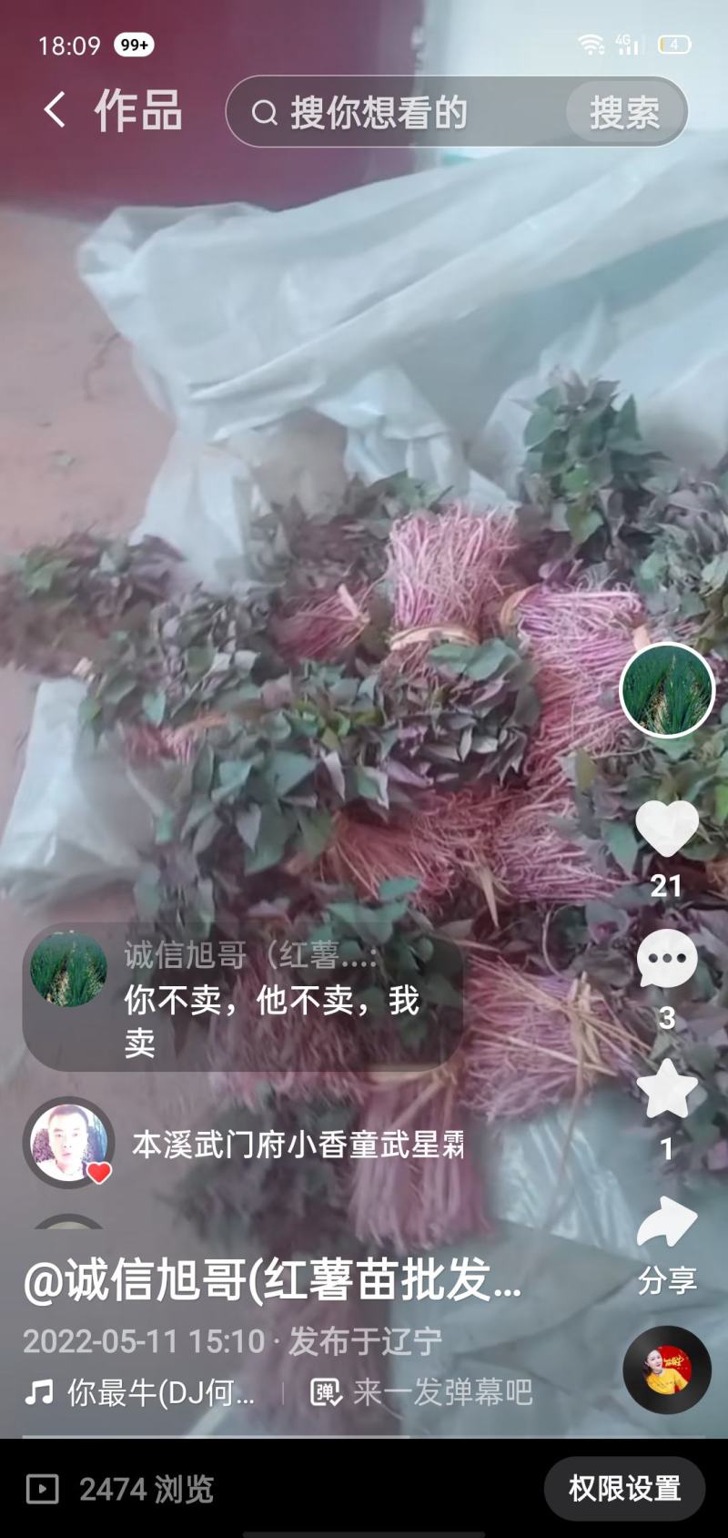 多种红薯苗