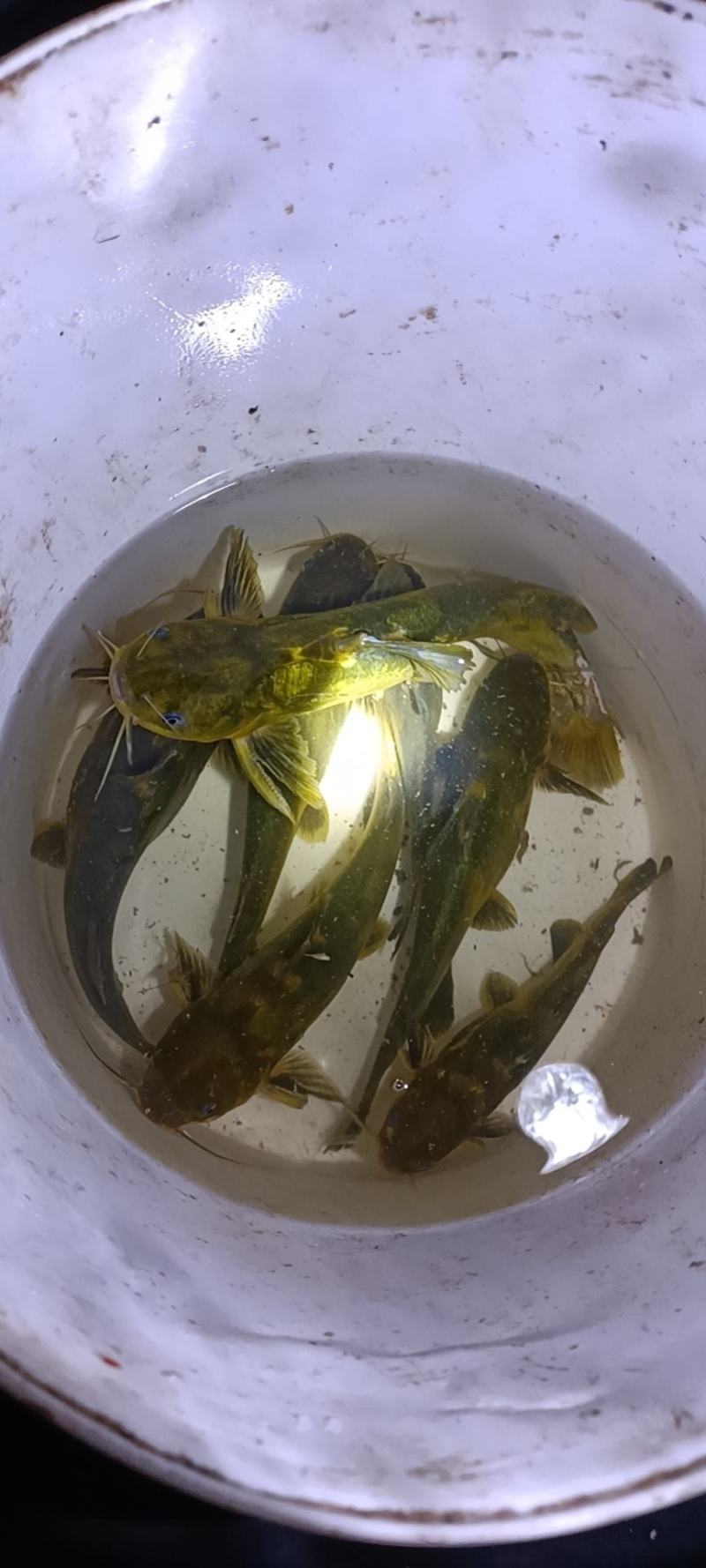 鱼虾