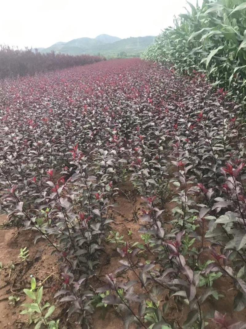 苗圃现货矮樱树苗！丛生的！单枝的！定植树！