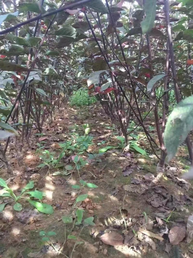 苗圃现货矮樱树苗！丛生的！单枝的！定植树！