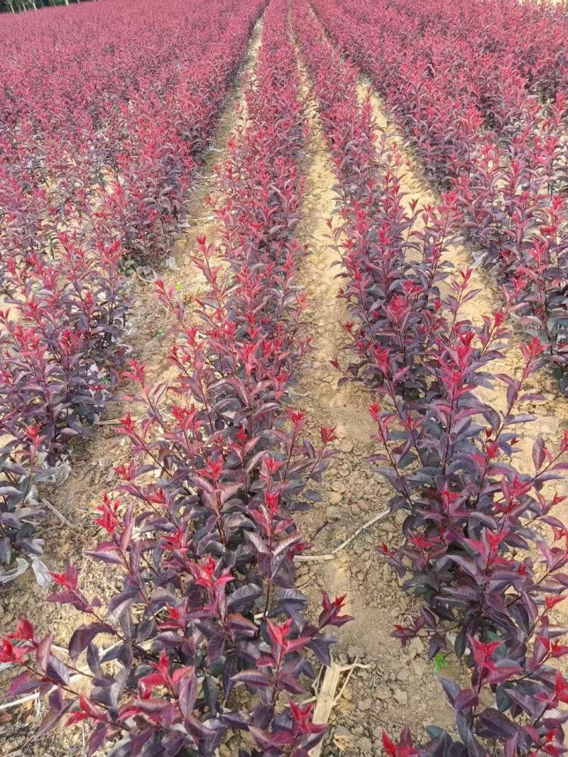 苗圃现货矮樱树苗！丛生的！单枝的！定植树！