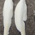 棕笋