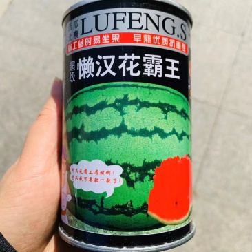 省工省时易坐果早熟优质抗重茬懒汉花霸王西瓜种子免修枝