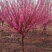 卖榆叶梅树苗！规格型号齐全！诚信经营！欢迎你的到来