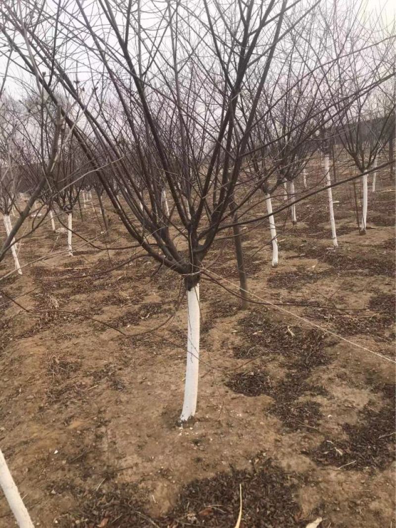 卖榆叶梅树苗！规格型号齐全！诚信经营！欢迎你的到来