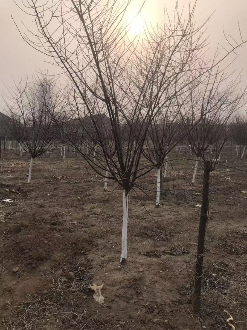 卖榆叶梅树苗！规格型号齐全！诚信经营！欢迎你的到来