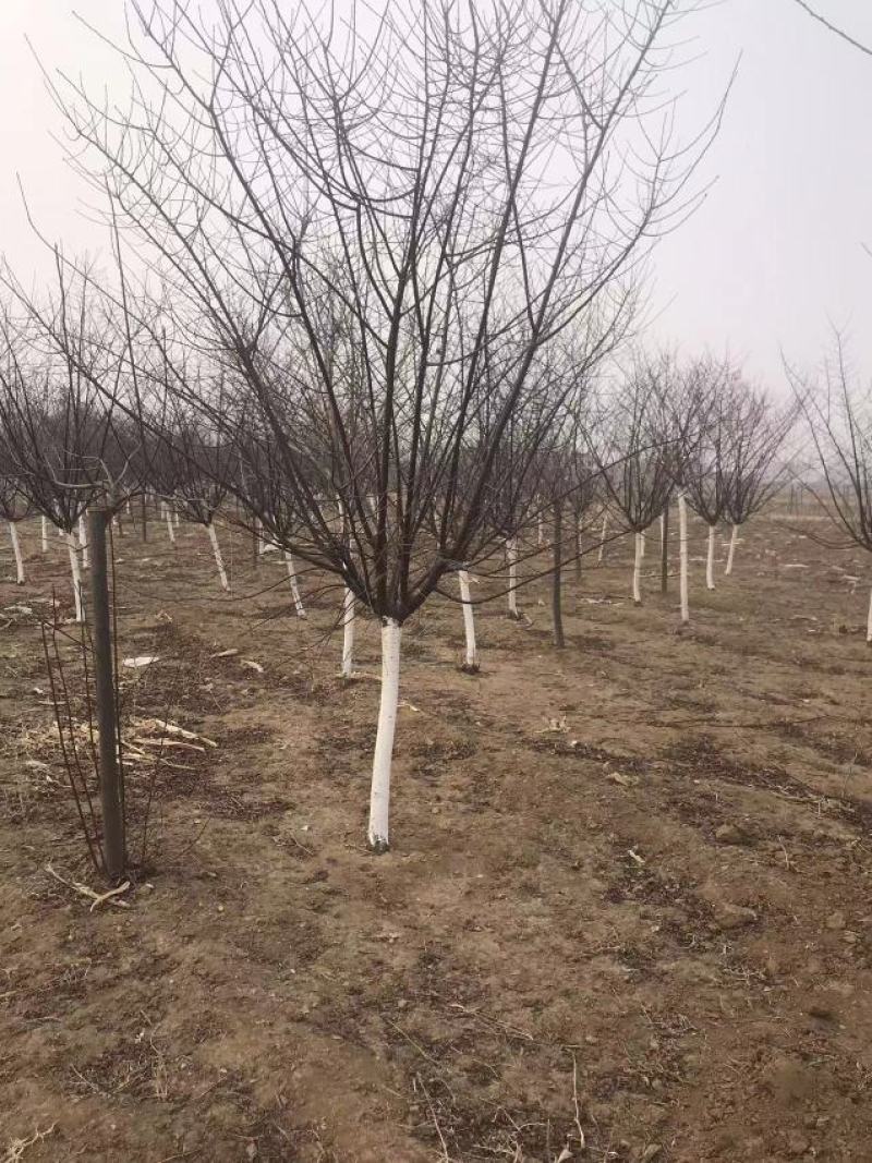 卖榆叶梅树苗！规格型号齐全！诚信经营！欢迎你的到来