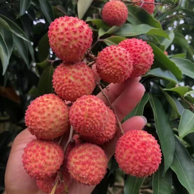 新品种冰荔枝荔仙进奉荔枝苗仙进奉荔枝冰荔荔枝树苗嫁接苗