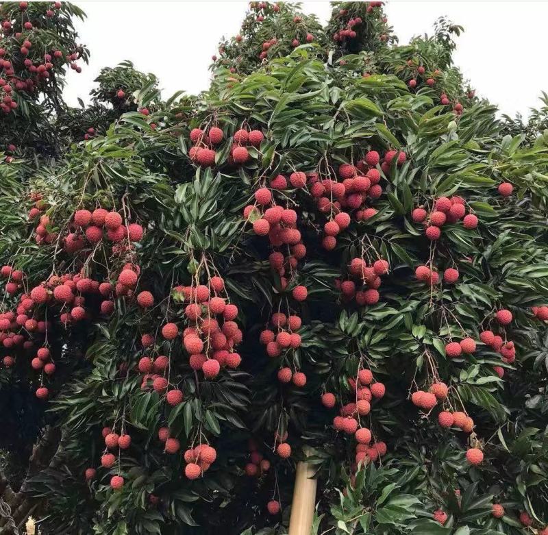 新品种冰荔枝荔仙进奉荔枝苗仙进奉荔枝冰荔荔枝树苗嫁接苗