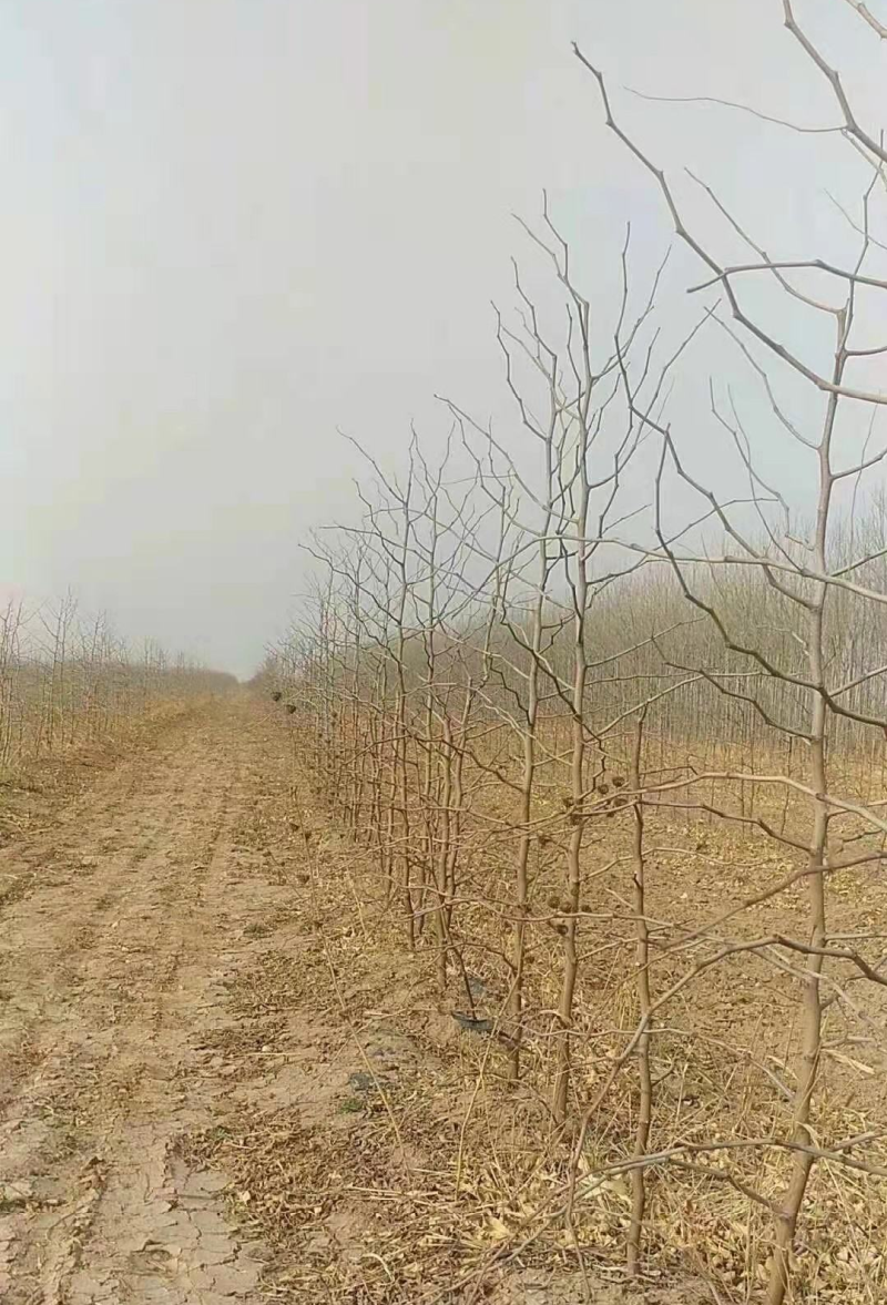 正宗沾化冬栽种冬枣占地枣树二代山东冬枣树苗产地直发