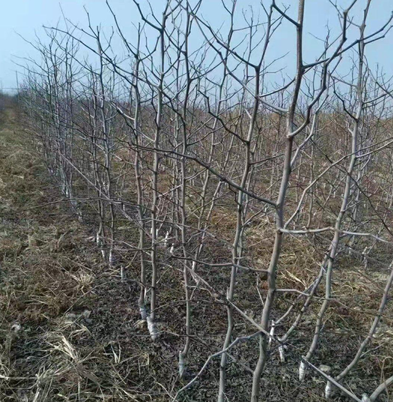 正宗沾化冬栽种冬枣占地枣树二代山东冬枣树苗产地直发