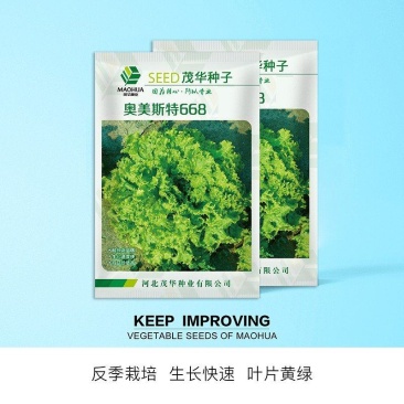 奥美斯特668散叶生菜种子，耐热越夏，黄绿色大叶