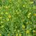 奥美斯特668散叶生菜种子，耐热越夏，黄绿色大叶