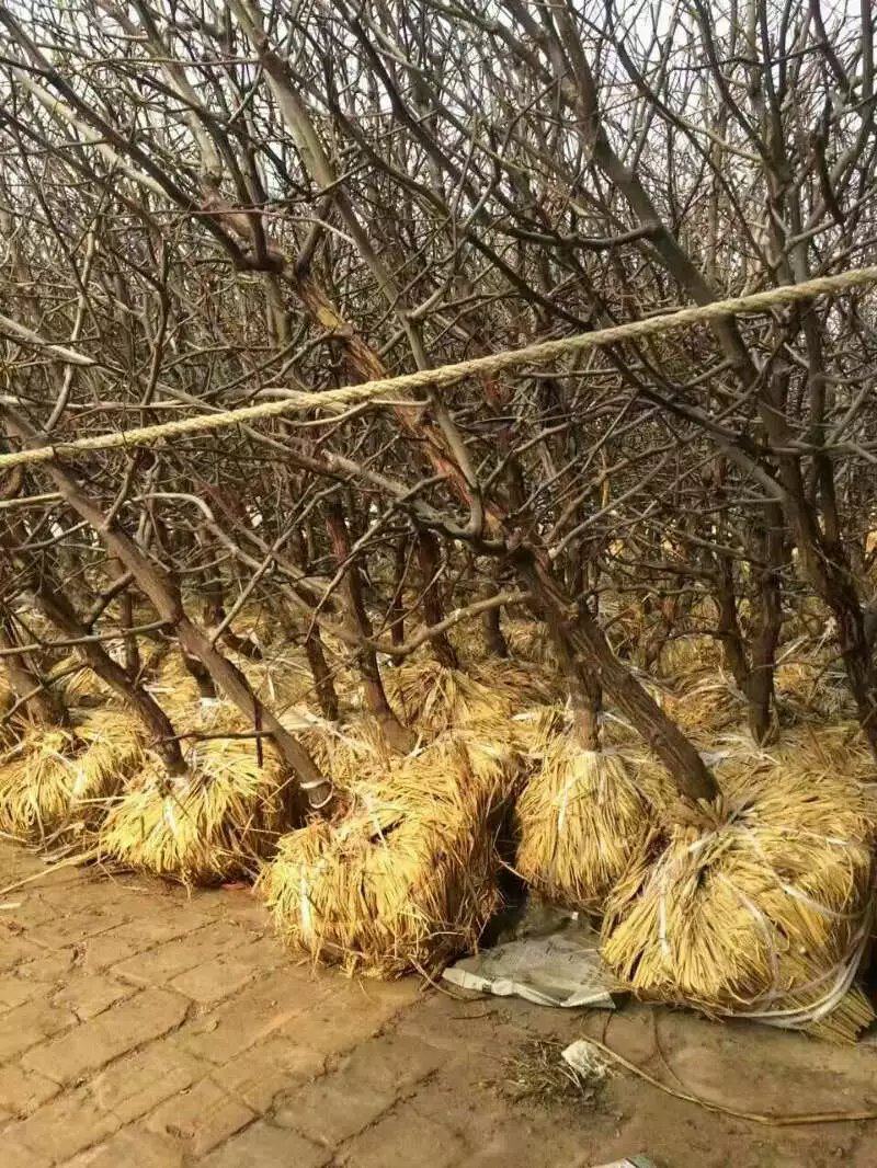 正宗沾化冬栽种冬枣占地枣树二代山东冬枣树苗产地直发