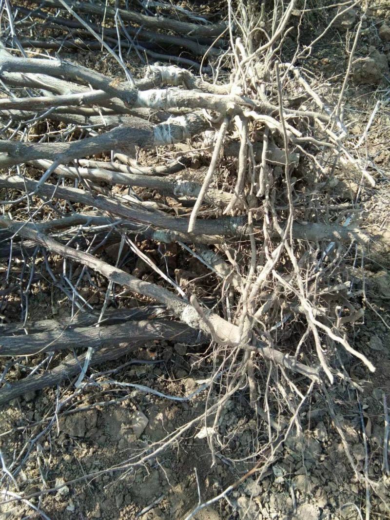 正宗沾化冬栽种冬枣占地枣树二代山东冬枣树苗产地直发