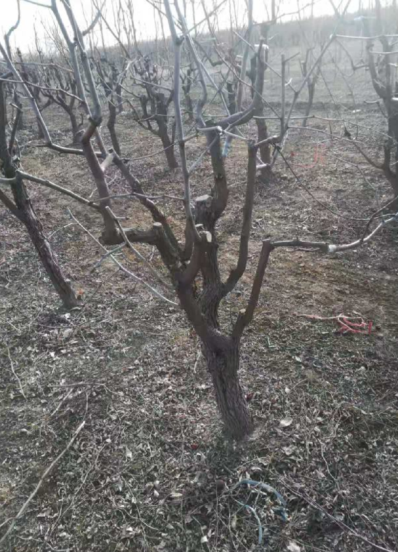 正宗沾化冬栽种冬枣占地枣树二代山东冬枣树苗产地直发