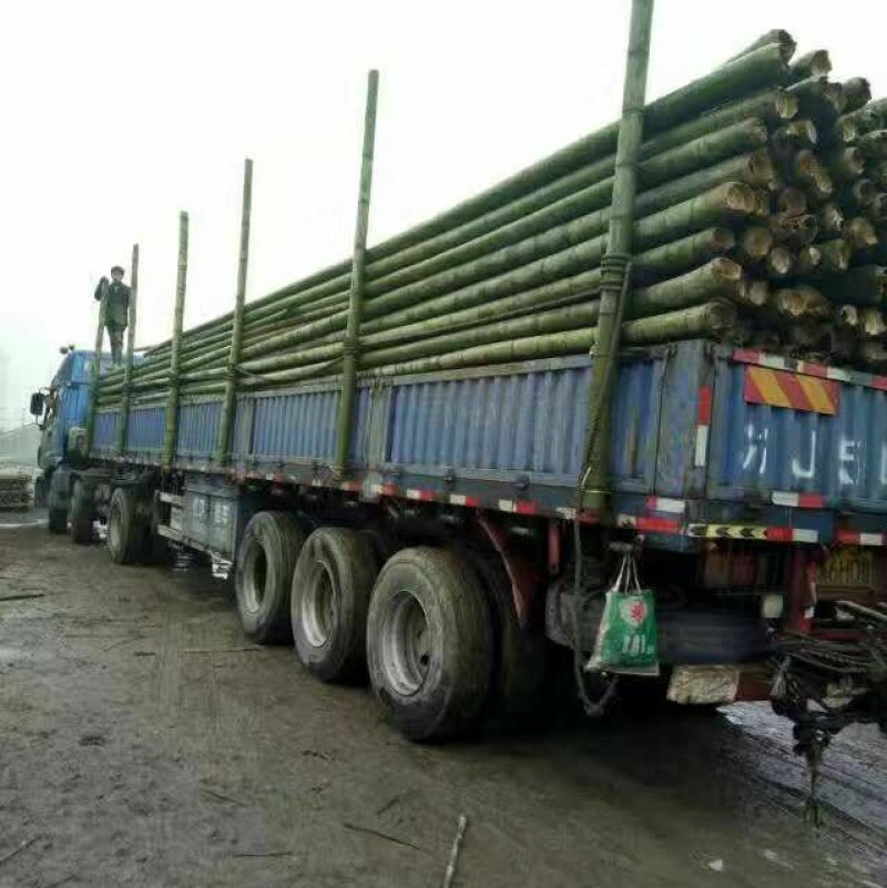 毛竹量大价格从优，每天都有新鲜10吨下山，实力老总来接