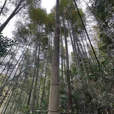 毛竹量大价格从优，每天都有新鲜10吨下山，实力老总来接