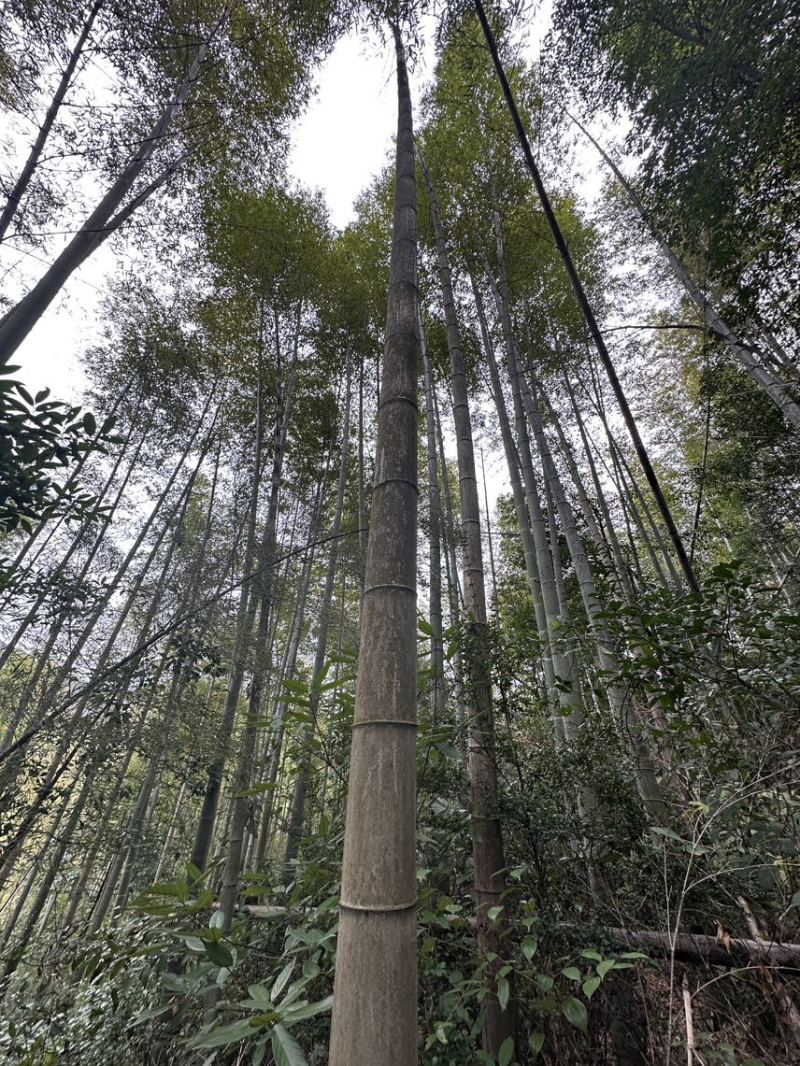 毛竹量大价格从优，每天都有新鲜10吨下山，实力老总来接