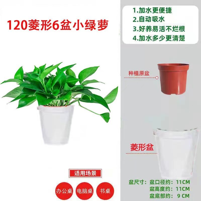 新货绿罗产地直发一件也是批发价包邮要货抓紧