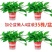 新货绿罗产地直发一件也是批发价包邮要货抓紧