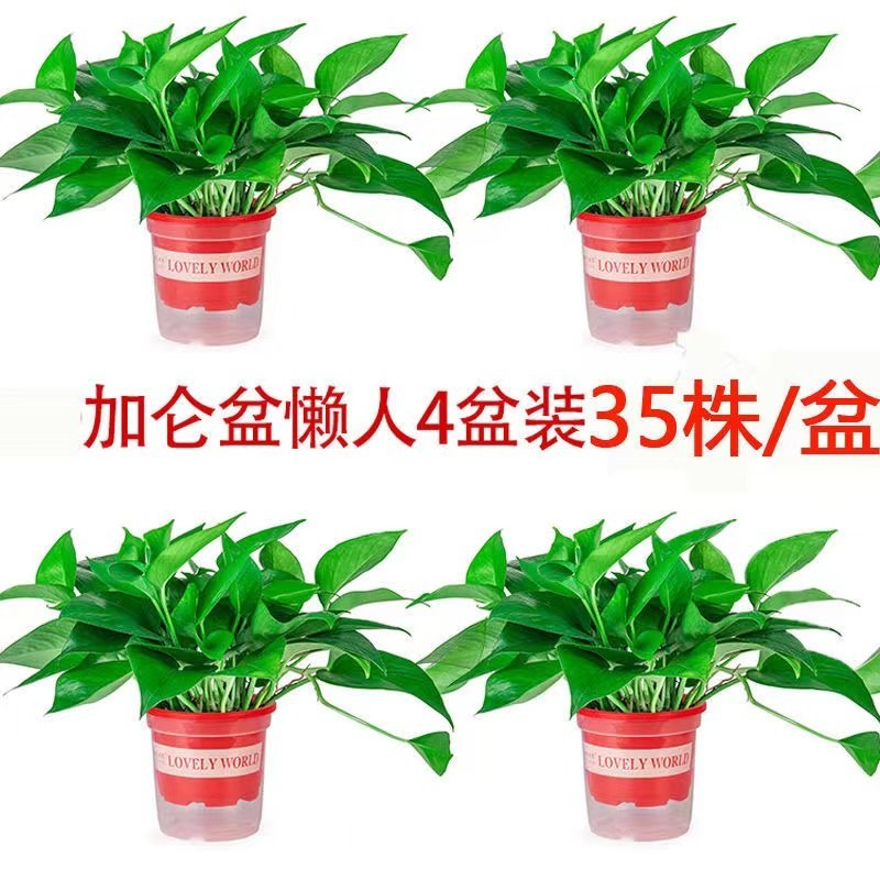 新货绿罗产地直发一件也是批发价包邮要货抓紧