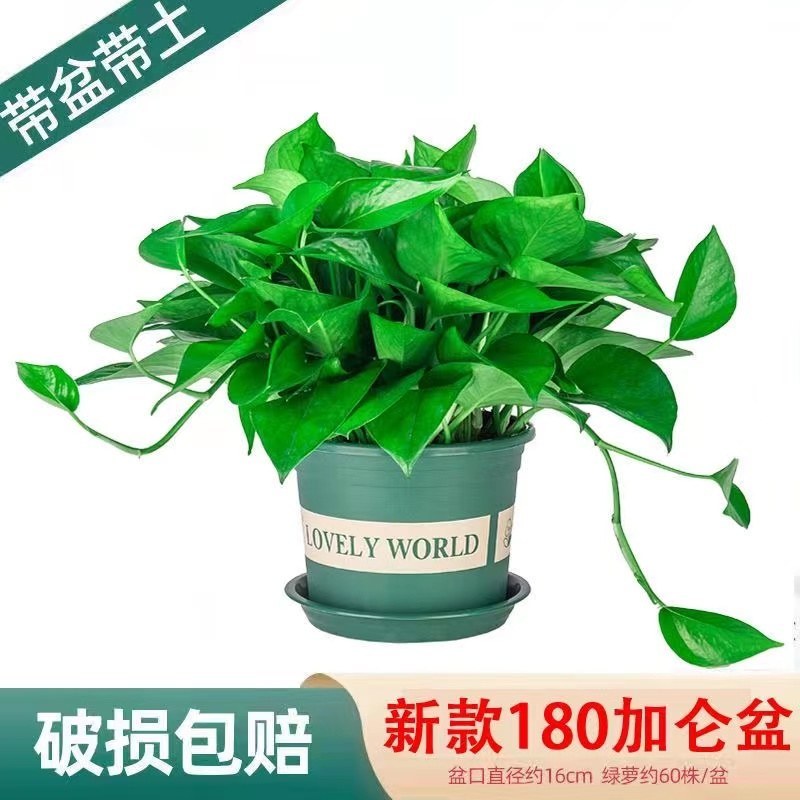 新货绿罗产地直发一件也是批发价包邮要货抓紧