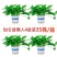 新货绿罗产地直发一件也是批发价包邮要货抓紧