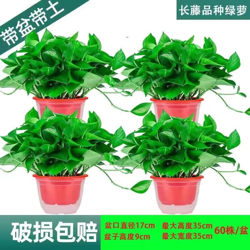 新货绿罗产地直发一件也是批发价包邮要货抓紧