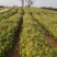 香樟苗，香樟小苗，香樟苗批发，自产自销，包邮到家。