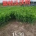 优质大叶枳头沃柑苗(大叶沃柑)质量良好，量大可开正式发票