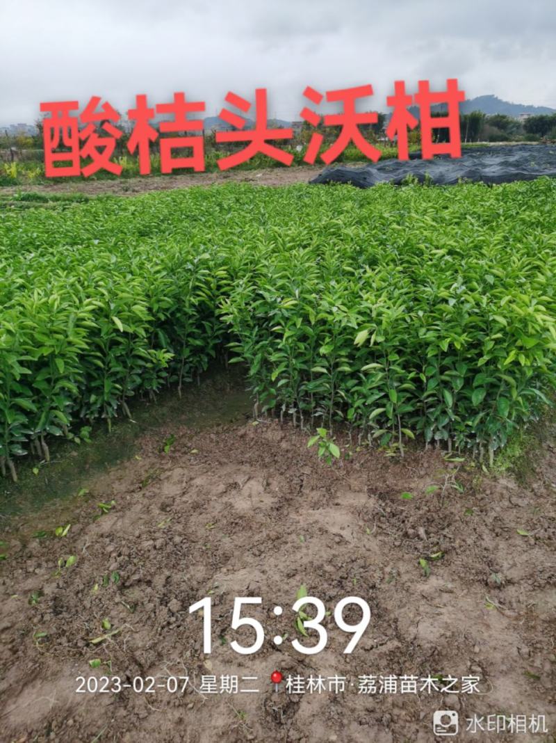 优质大叶枳头沃柑苗(大叶沃柑)质量良好，量大可开正式发票