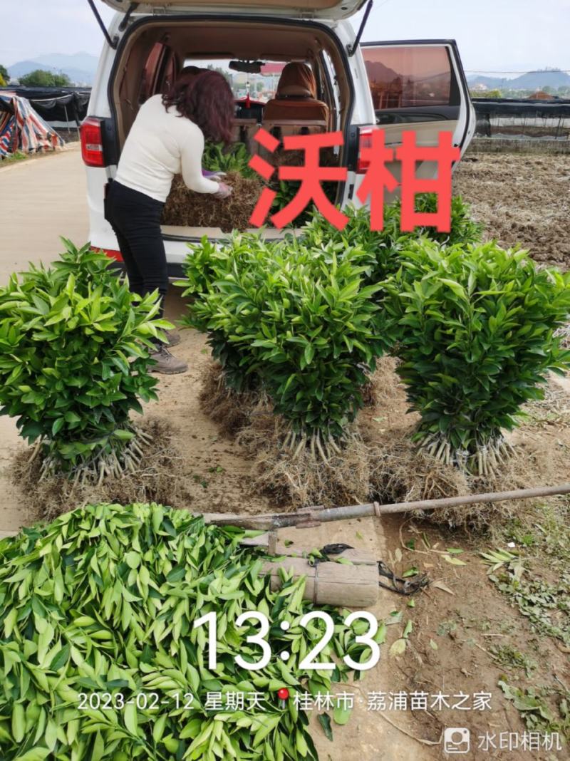 优质大叶枳头沃柑苗(大叶沃柑)质量良好，量大可开正式发票