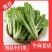 精品快菜小白菜，货源充足，品质保证，欢迎客商来选购