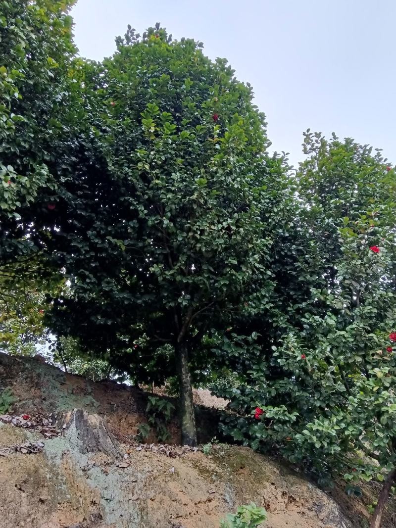 耐寒耐热茶花