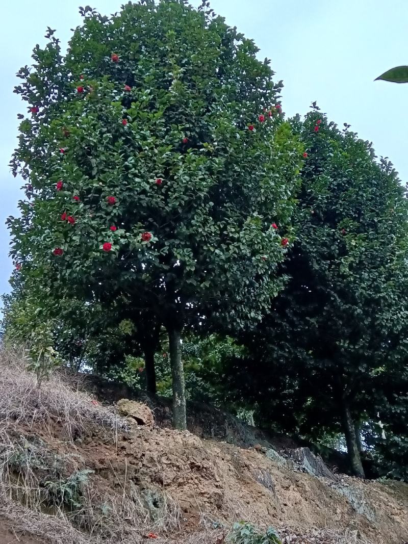 耐寒耐热茶花