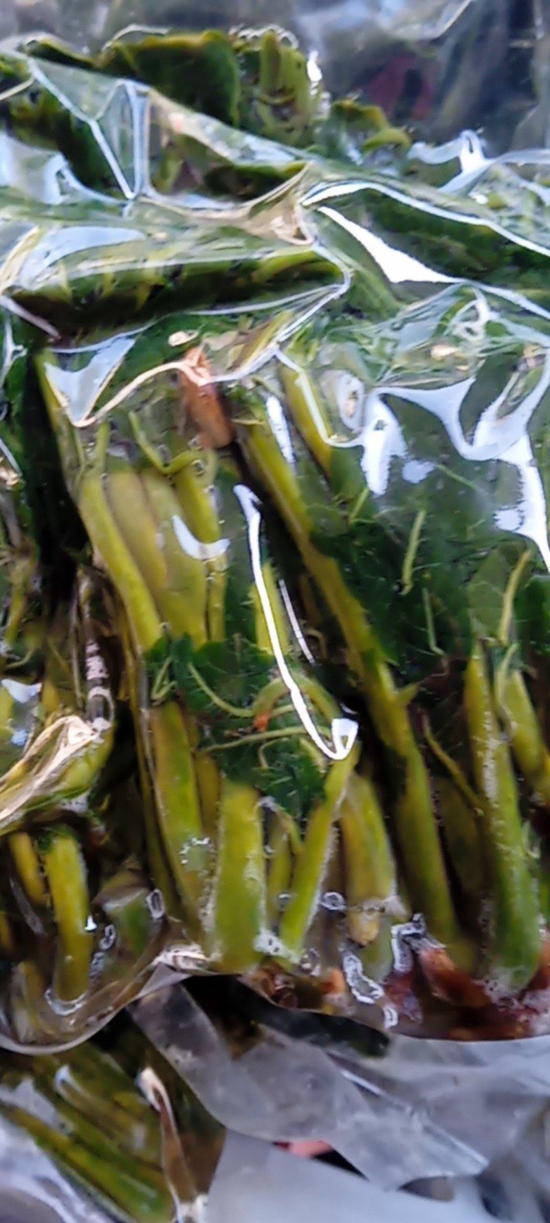 【源头厂家】山东潍坊临朐露天香椿咸菜手工腌制