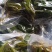 【源头厂家】山东潍坊临朐露天香椿咸菜手工腌制