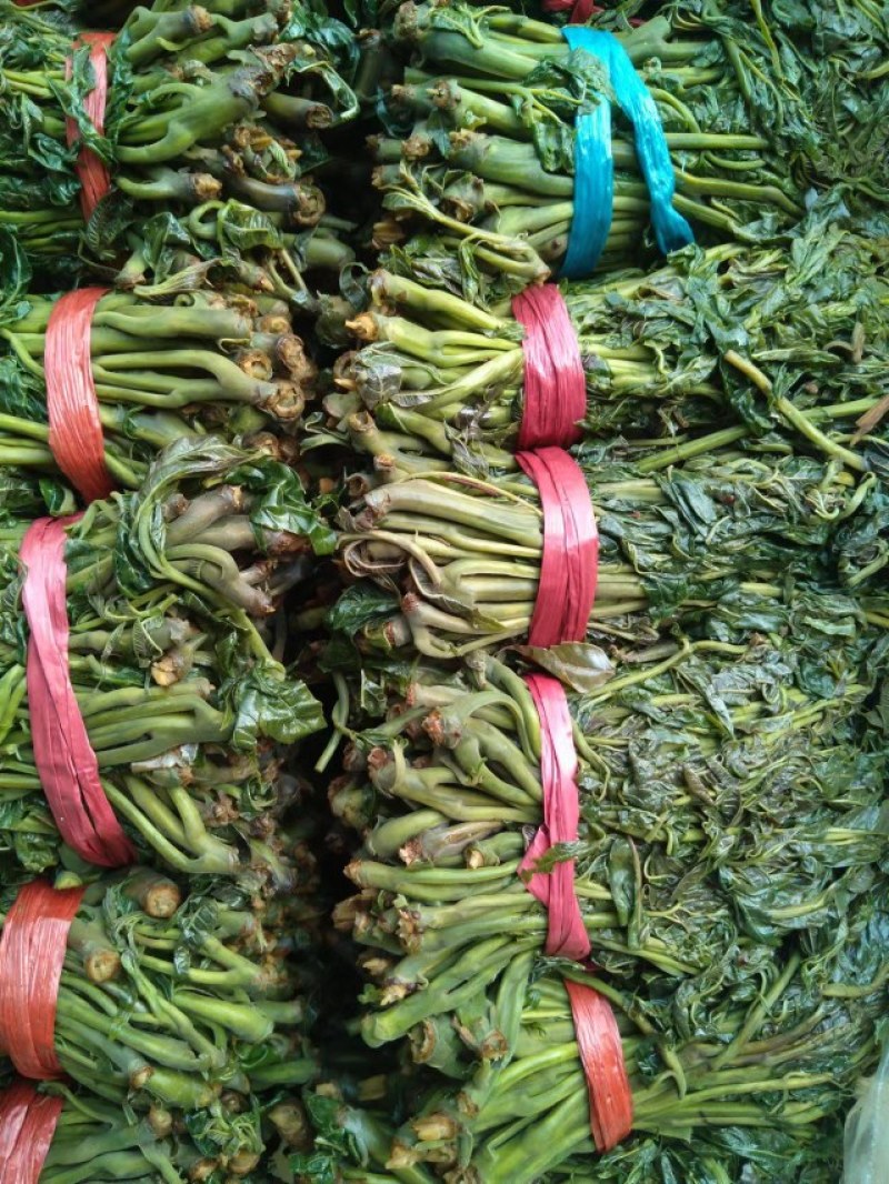 【源头厂家】山东潍坊临朐露天香椿咸菜手工腌制