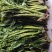 【源头厂家】沂蒙山露天红香椿芽手工腌制红香椿咸菜