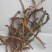 【推荐】芦荟茶芦荟干叶，一手货源产地直发品质保障欢迎