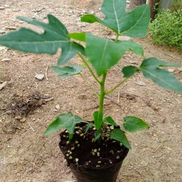 水果木瓜苗大量供应质量优常年供应