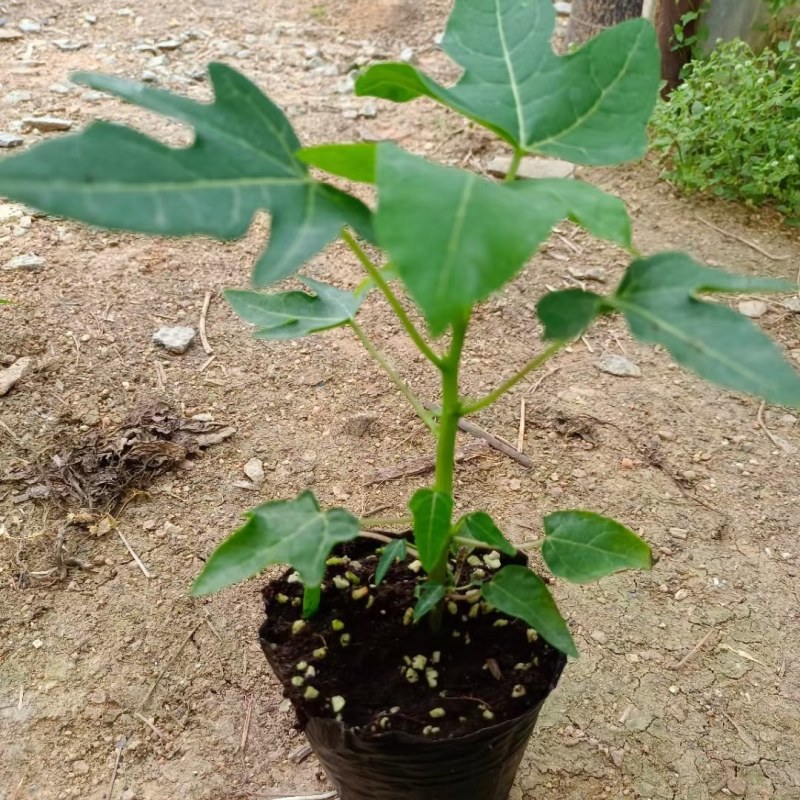 水果木瓜苗大量供应质量优常年供应